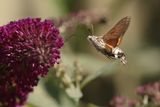 hummingbird hawk moth