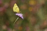 Clouded yellow <BR>(Colias crocea)