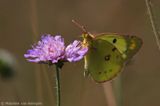 Clouded yellow <BR>(Colias crocea)