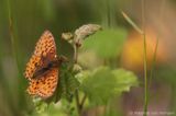 Lesser marbled fritillary <BR>(Brenthis ino)