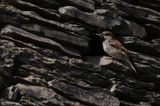 House sparrow <BR>(Passer domesticus)