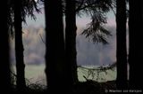 Pine forest