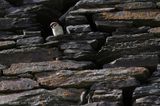 Ring sparrow <BR>(Passer montanus)