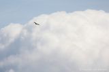 Red kite <BR>(Milvus milvus)