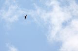 Red kite <BR>(Milvus milvus)