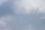 Red kite <BR>(Milvus milvus)