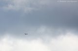 Red kite <BR>(Milvus milvus)
