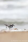 Sanderling <BR>(Calidris alba)