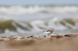 Sanderling <BR>(Calidris alba)