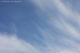 Herring gull <BR>(Larus argentatus)