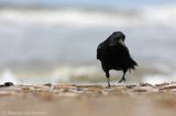 Carrion crow <BR>(Corvus corone)