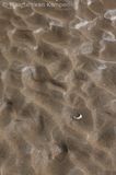 Seashells