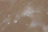 Seashells