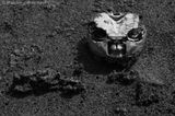 Crab carcass