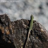 Common wall lizard <BR>(Podarcis muralis)