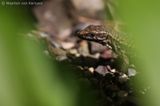 Common wall lizard <BR>(Podarcis muralis)
