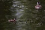 Great crested grebe <BR>(Podiceps cristatus)