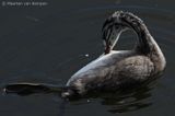 Great crested grebe <BR>(Podiceps cristatus)