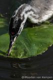 Great crested grebe <BR>(Podiceps cristatus)