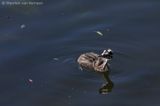 Great crested grebe <BR>(Podiceps cristatus)