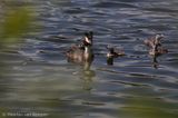 Great crested grebe <BR>(Podiceps cristatus)