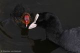 Common coot <BR>(Fulica atra)