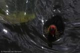 Common coot <BR>(Fulica atra)