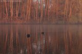 Common coot <BR>(Fulica atra)