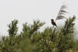 Sedge warbler (Acroce-<BR>phalus schoenobaenus)