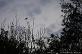 Common cuckoo <BR>(Cuculus canorus)