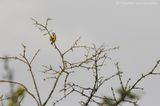 Eurasian blue tit <BR>(Cyanistes caeruleus)