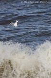 Herring gull <BR>(Larus argentatus)