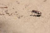 Northern dune tiger beetle <BR>(Cicindela hybrida)