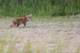 Red fox <BR>(Vulpes vulpes)