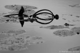 Yellow waterlilly <BR>(Nuphar lutea)