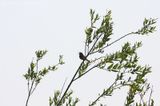 Bluethroat <BR>(Luscinia svecica)