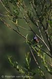 Bluethroat <BR>(Luscinia svecica)