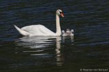 Mute swan <BR>(Cygnus olor)
