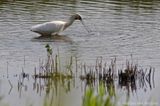 Eurasian spoonbill <BR>(Platalea leucorodia)