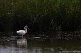 Eurasian spoonbill <BR>(Platalea leucorodia)