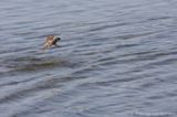 Sand martin <BR>(Riparia riparia)