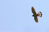 Common kestrel <BR>(Falco tinnunculus)