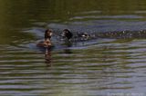 Tufted duck <BR>(Aythya fuligula)