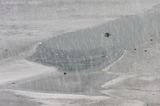 Harbour seal <BR>(Phoca vitulina)