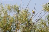 Icterine warbler <BR>(Hippolais icterina)