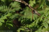 Norfolk hawker <BR>(Aeshna isoceles)