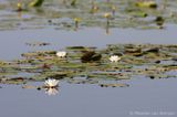 White lotus <BR>(Nymphaea alba)