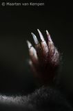Dead mole