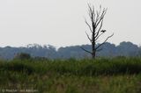 Great cormorant <BR>(Phalacrocorax carbo)