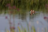 Great crested grebe <BR>(Podiceps cristatus)